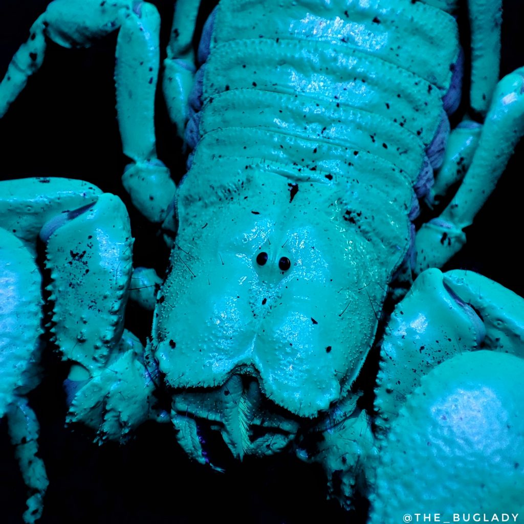 A Sötétben rejlik a titok: hogyan és miért világítanak a skorpiók UV fényben?