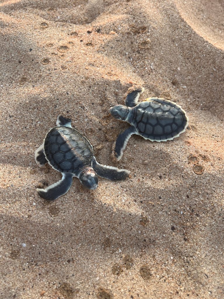 Australian flatback sea turtles