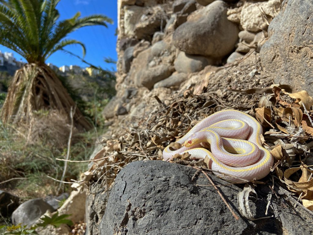 A terrarisztika veszélyei – a hazai élővilágra nézve Kaliforniai királysikló (Lampropeltis californiae) Gran Canarián. A színe nem hagy kétséget a felől, hogy terráriumi állatok leszármazottja. Mivel a Kanári-szigeteken nem volt eddig kígyó, az itt élő gyíkokban nem fejlődtek ki velük szemben önvédelmi képességek. Fotó: Laura & Bobby Bok.