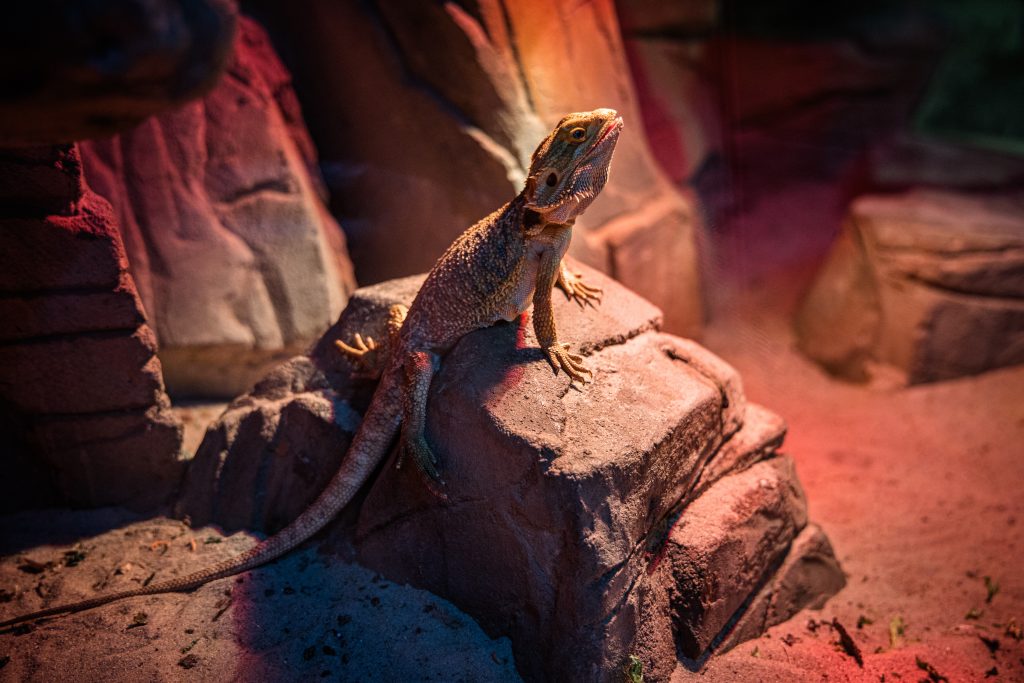 The bearded dragon lizard is comfortably perched on a rock in its artificial habitat, basking in the warmth
