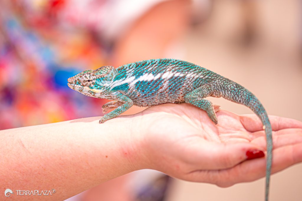Párduckaméleon, Furcifer pardalis Madagaszkárról