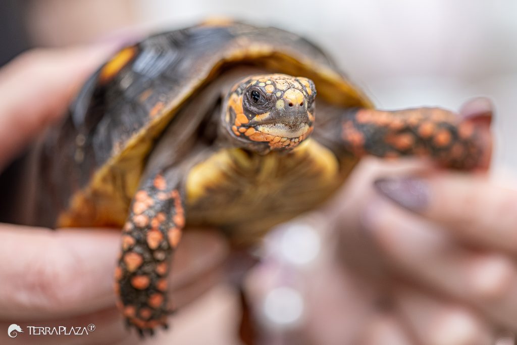 Szenes teknős, Chelonoidis carbonarius tojásrakás után