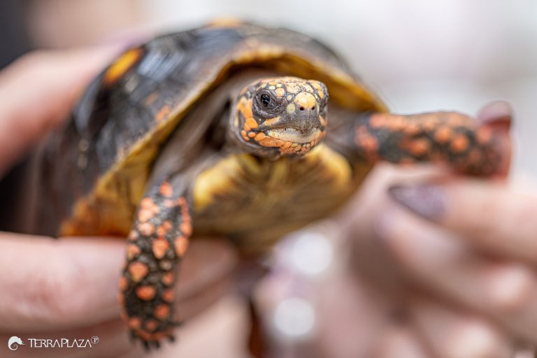 Szenes teknős, Chelonoidis carbonarius tojásrakás után