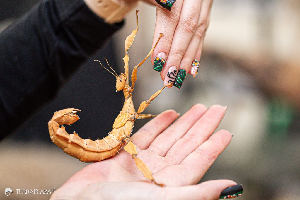 Koronás levéllábú botsáska, Extatosoma tiaratum