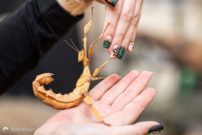 Koronás levéllábú botsáska, Extatosoma tiaratum