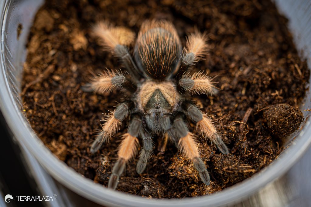 Brachypelma emilia: ismered a mexikói vöröslábú tarantulát?