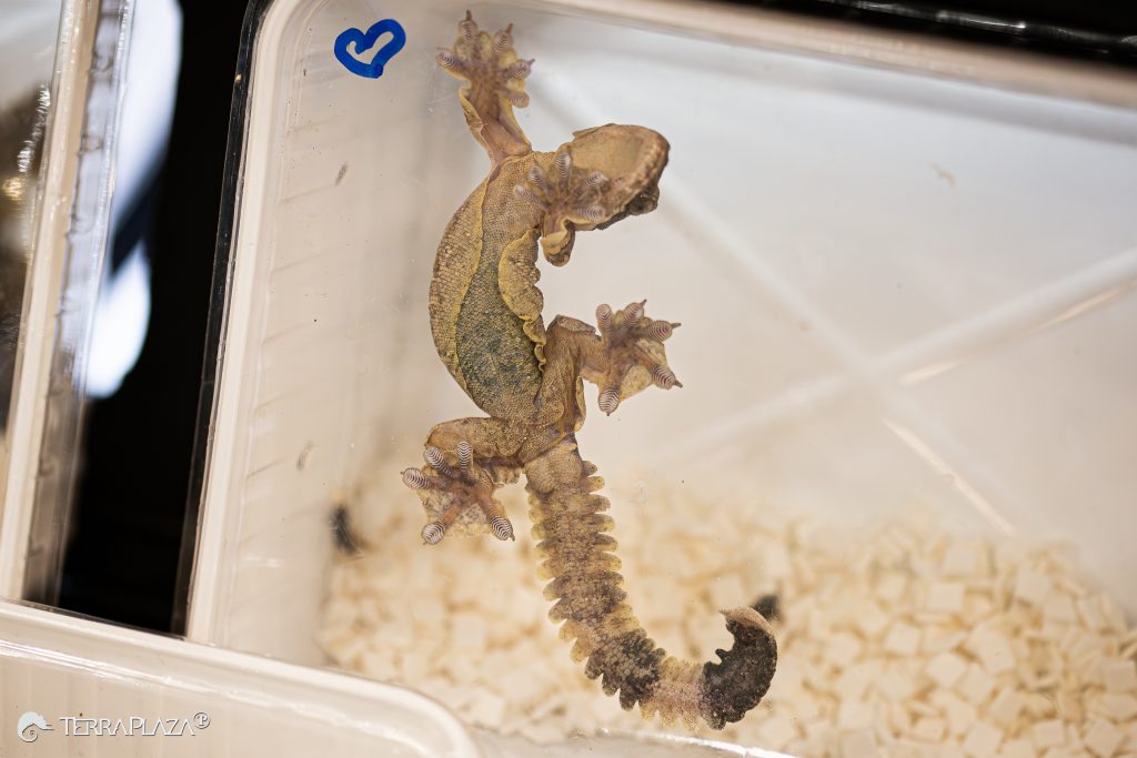 Lebenyes gekkó, Ptychozoon kuhli siklásra alkalmas testfelépítéssel