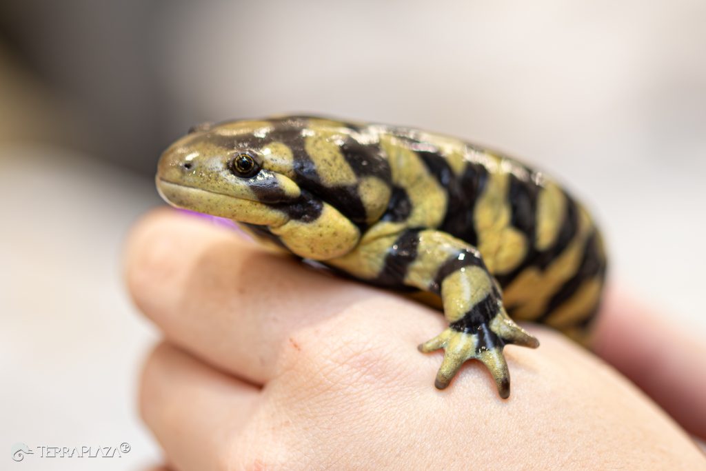 Tigrisszalamandra: mitől ilyen különleges ez a rejtőzködő kétéltű? Tigrisszalamandra, Ambystoma tigrinum