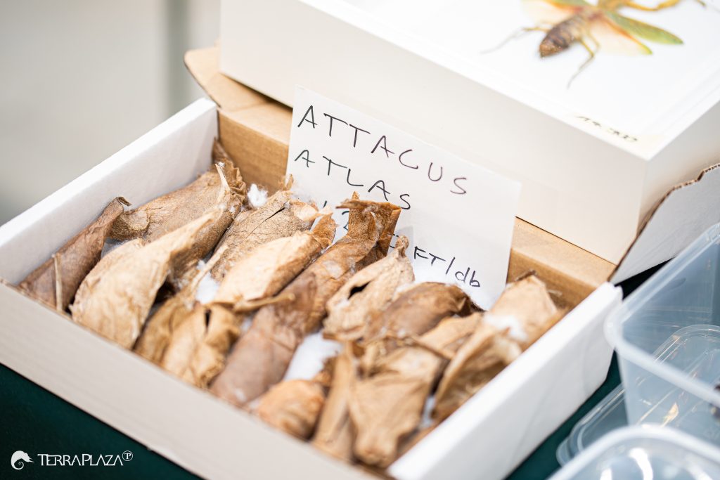 Atlaszlepke, Attacus atlas átalakulása gubóban