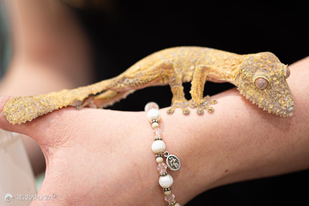 Henkel’s leaf-tailed gecko, Uroplatus henkeli camouflaging on a tree