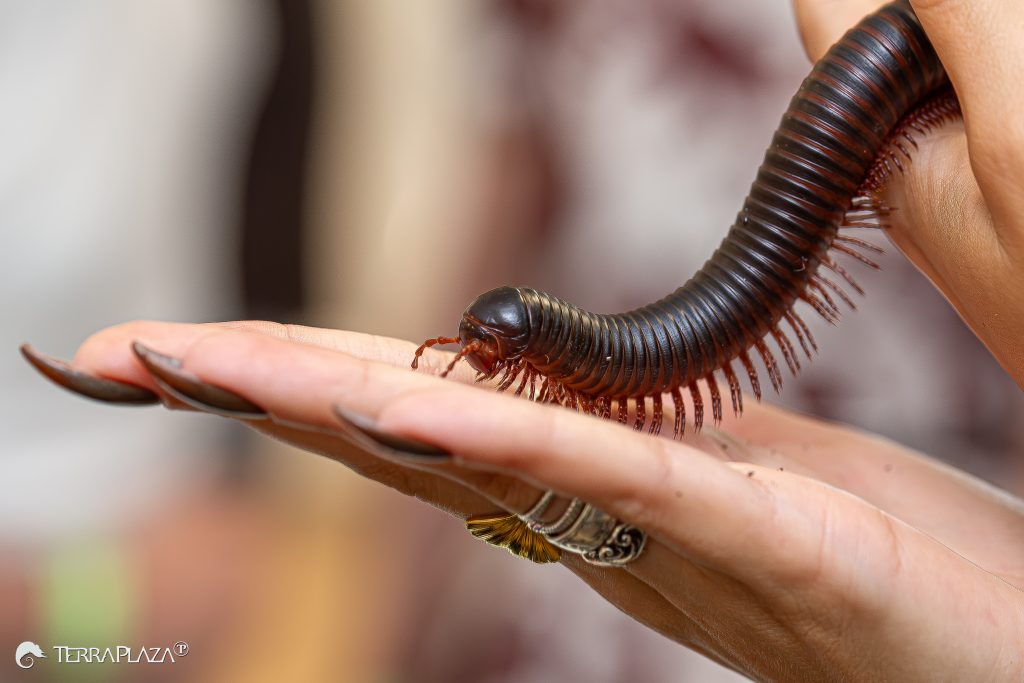 Millipedes, Chilognatha in soil