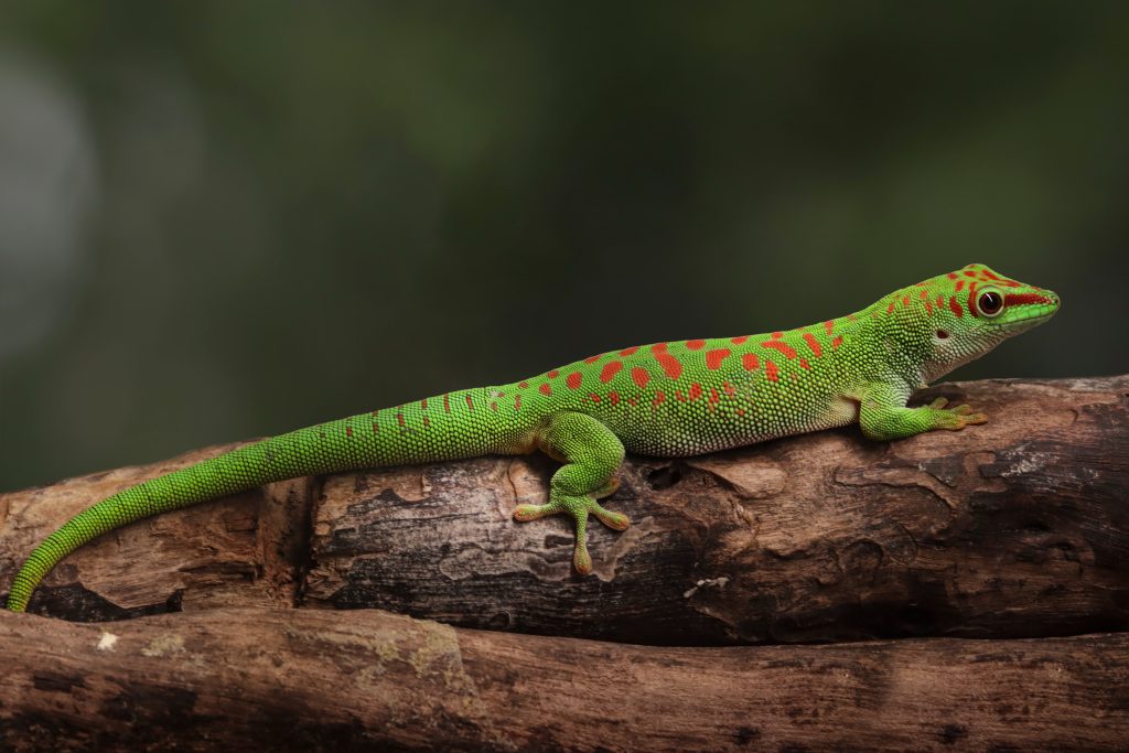 Élénkzöld Phelsuma grandis, vagyis óriás madagaszkári nappali gekkó