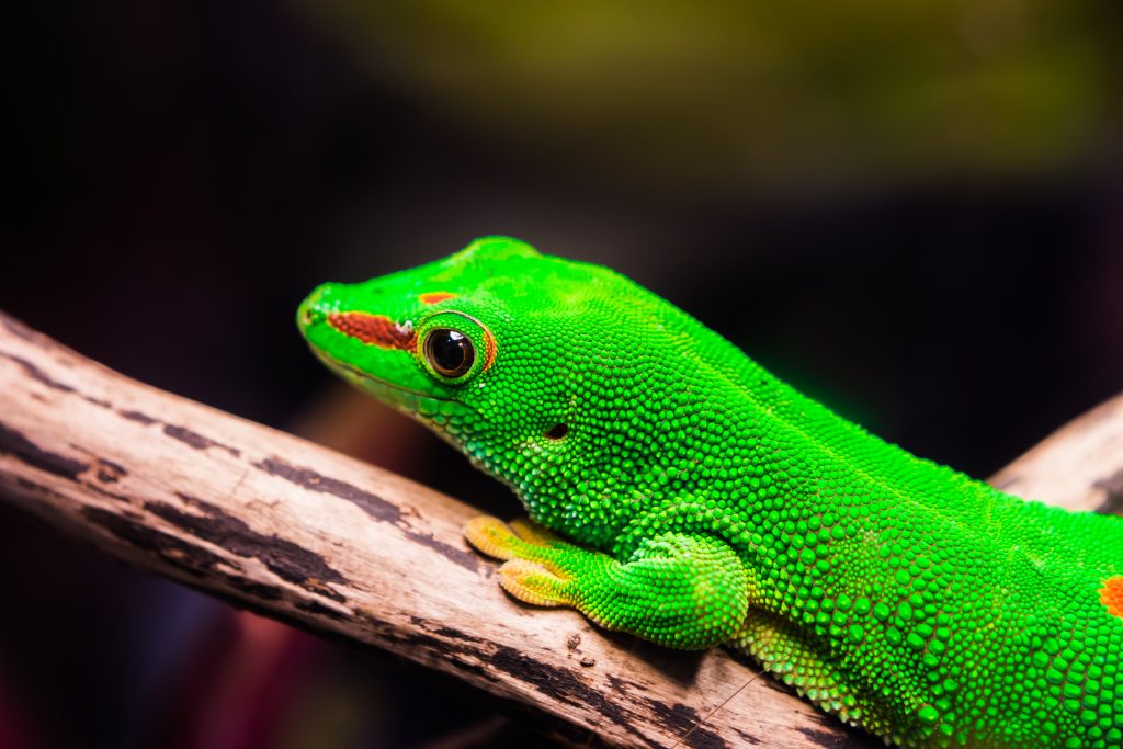 A Phelsuma grandis a nappali gekkók egyik legnagyobb és legfeltűnőbb képviselője.
