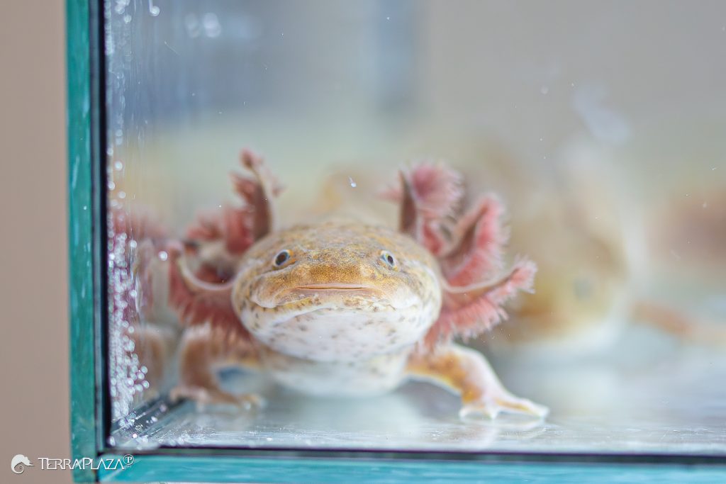 The master of regeneration Mexikói axolotl regeneráció, Ambystoma mexicanum