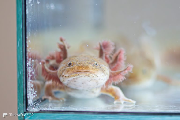 Mexikói axolotl regeneráció, Ambystoma mexicanum