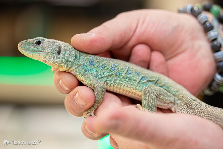 Ocellated lizard, Timon lepidus