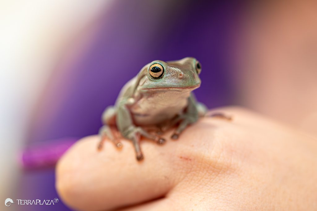 Egy béka, aki beköltözhet a fürdőszobádba! Ausztrál levelibéka, Litoria caerulea párás környezetben