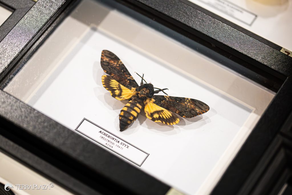 Eastern Death’s-head hawkmoth, Acherontia styx