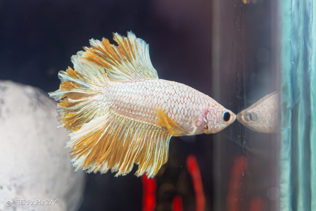 A sziámi harcoshal különleges légzése Sziámi harcoshal, Betta splendens labirintszervvel