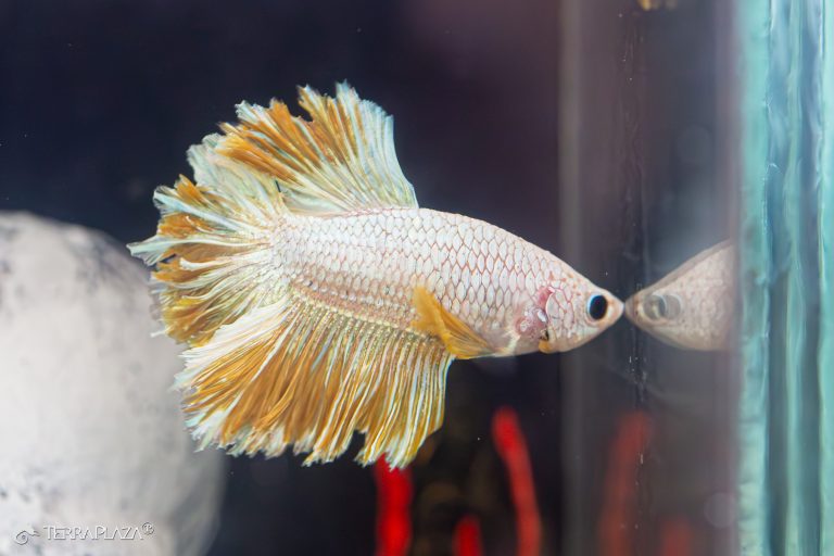 Sziámi harcoshal, Betta splendens labirintszervvel