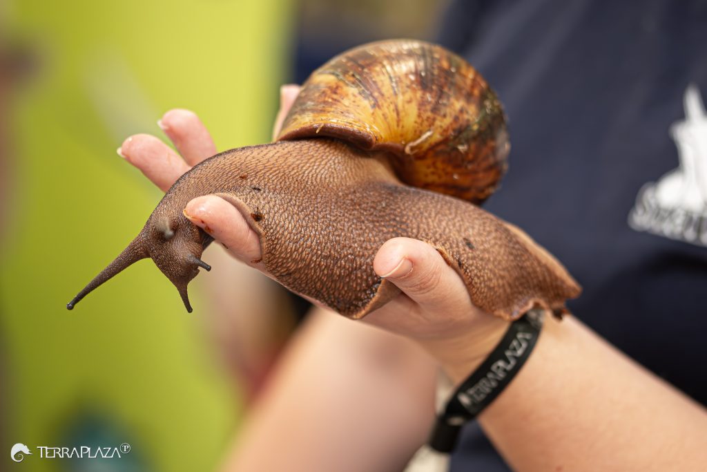 Slow but fascinating Óriáscsiga terráriumban