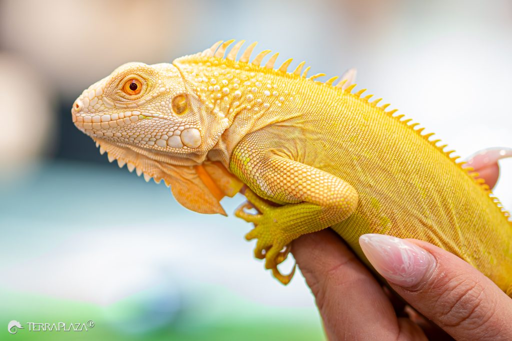 Zöld leguán, Iguana iguana
