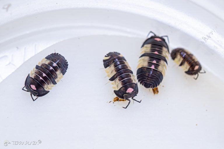 Ardentiella Merulanella sp. Pink Lambo szárazföldi ászkarák terráriumban