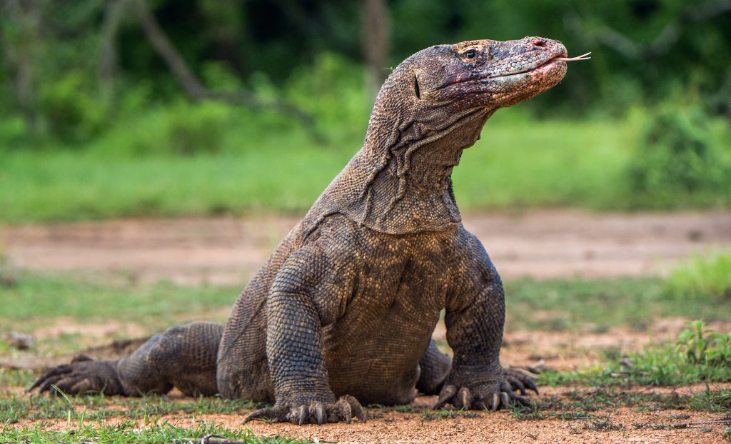 Komodo dragon ( Varanus komodoensis )