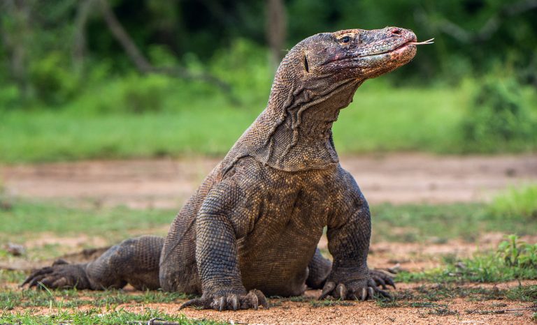 Komodo dragon ( Varanus komodoensis )