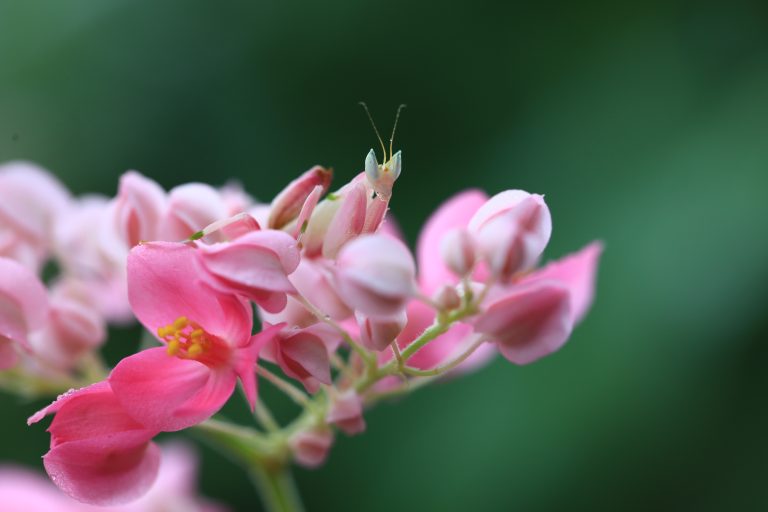 Praying mantis camouflaged among leaves and flowers