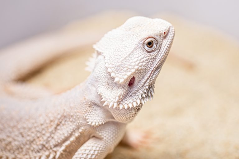Szakállas agáma hőszabályozása napozás közben