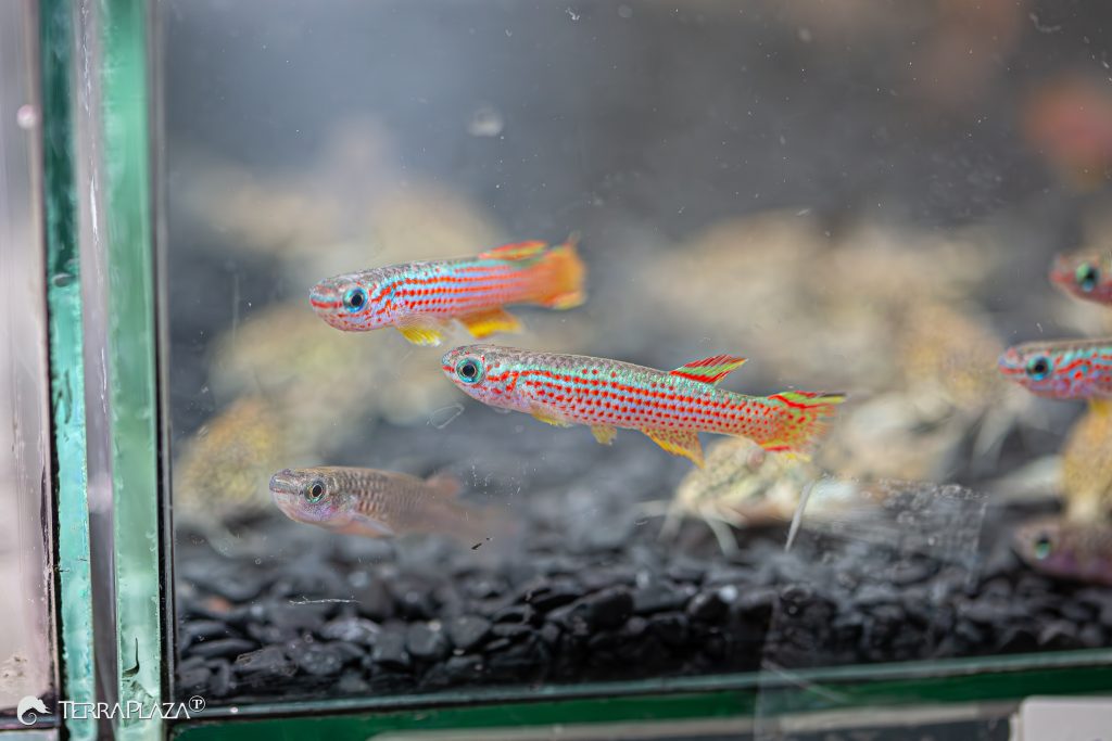 Csíkos fogasponty: túlélő a kiszáradó vizekben Csíkos fogasponty, Aphyosemion striatum sekély trópusi vízben
