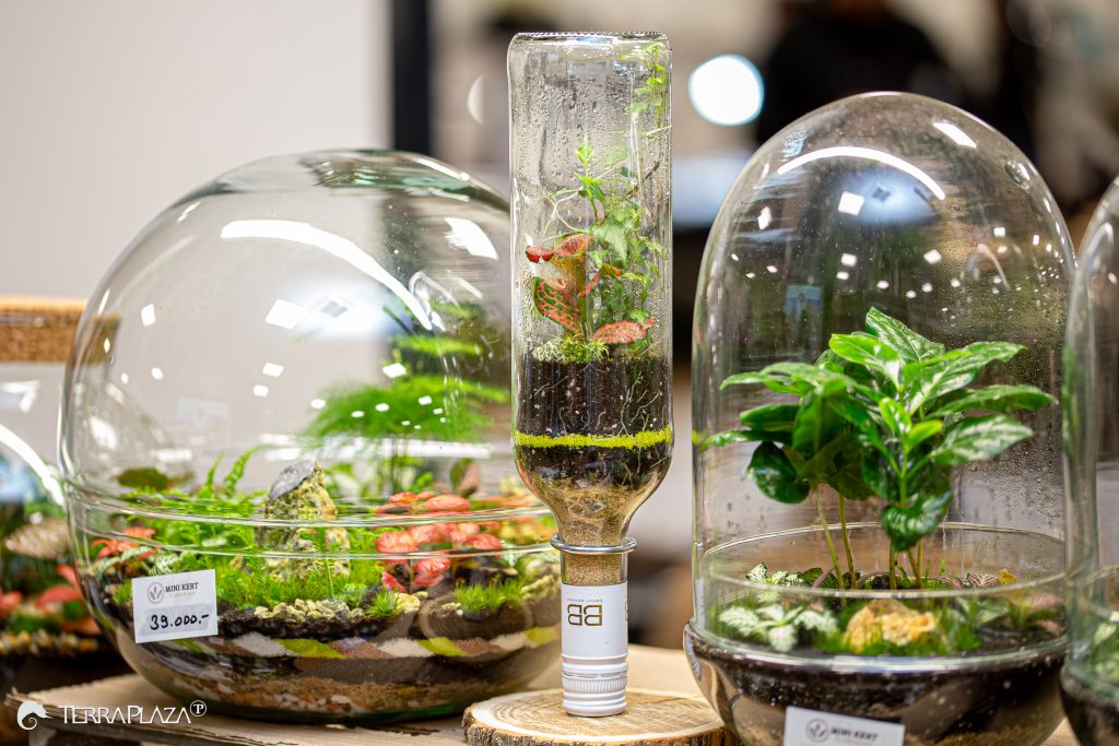 Florárium: minidzsungel üveg alatt