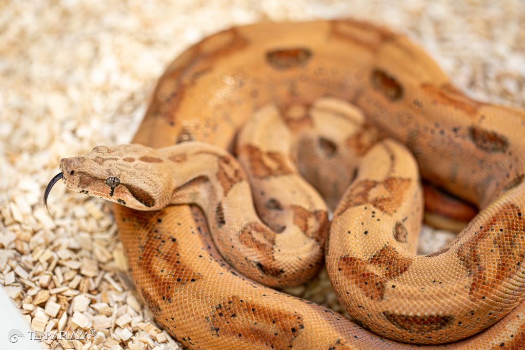 Császárboa mérete: mekkorára nőhet? Császárboa mérete, Boa constrictor imperator teljes testhosszal