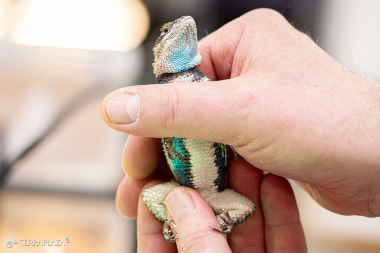 Ciánkék sövényleguán rivalizálása, Sceloporus cyanogenys hím kék hassal