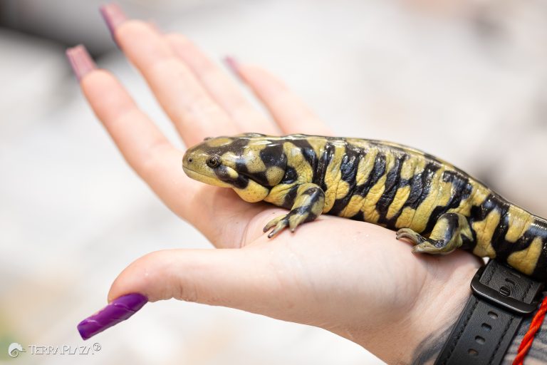 Tigrisszalamandra (Ambystoma tigrinum)