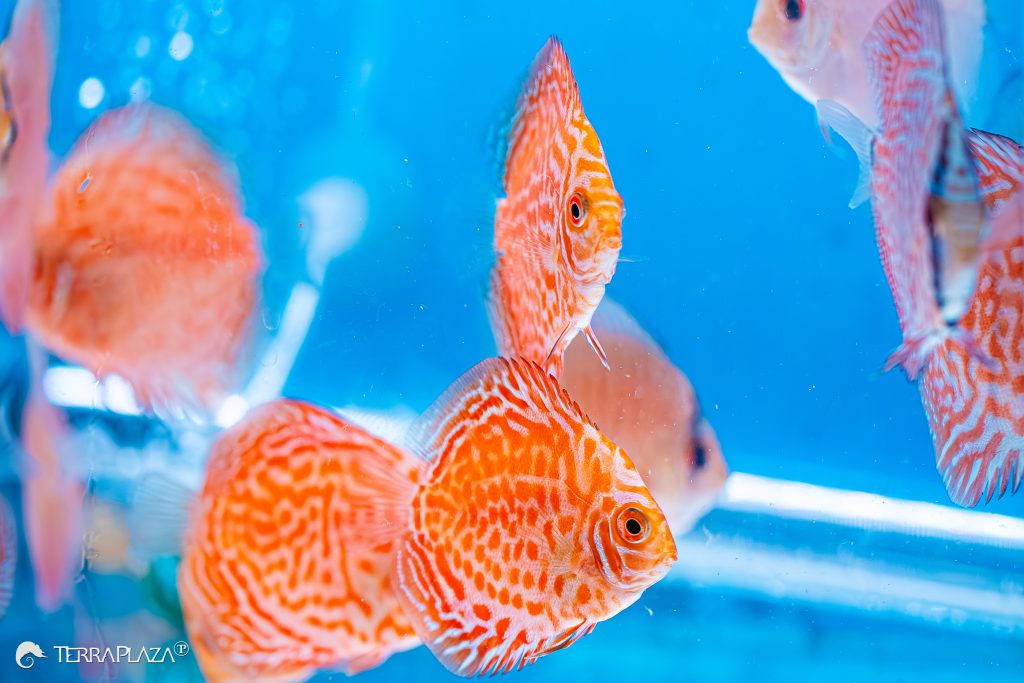 Discus Fish Hiding Places