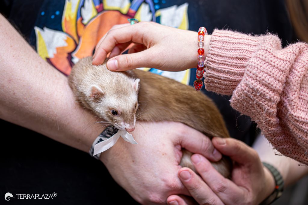 Ferret sleep, deeply sleeping ferret