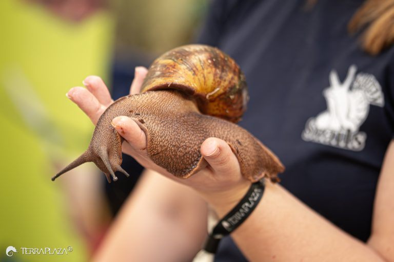 African giant snail bioindicator, Achatina fulica in a humid environment