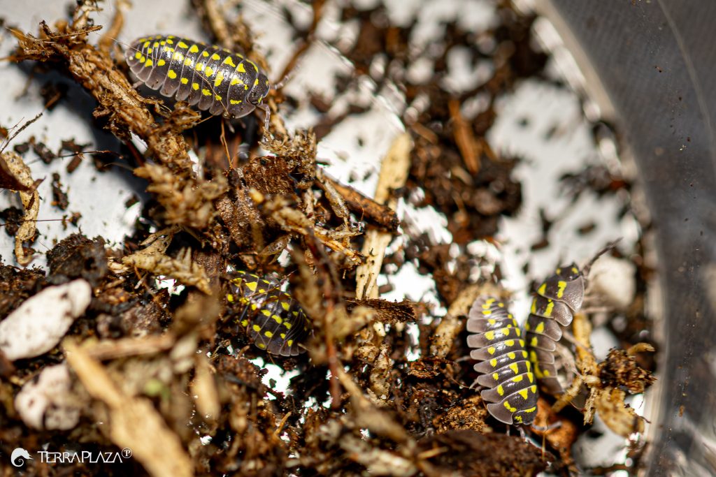 Armadillidium gestroi: apró talajlakó nagy szereppel