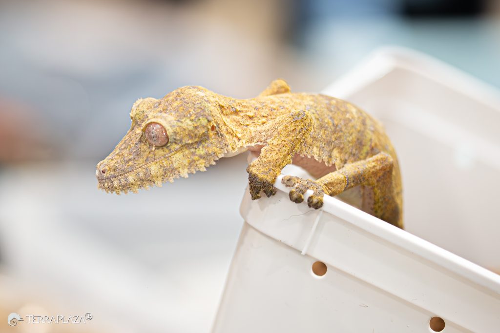 Henkel-levélfarkú gekkó: nappal kéreg, éjjel kontrasztos vadász Henkel-levélfarkú gekkó színváltozása, Uroplatus henkeli fatörzsön