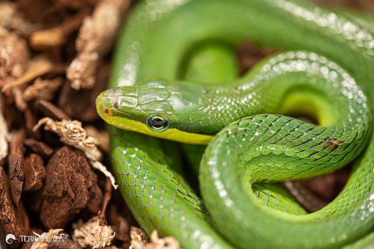Gonyosoma oxycephalum, vagyis a mangrove erdei sikló