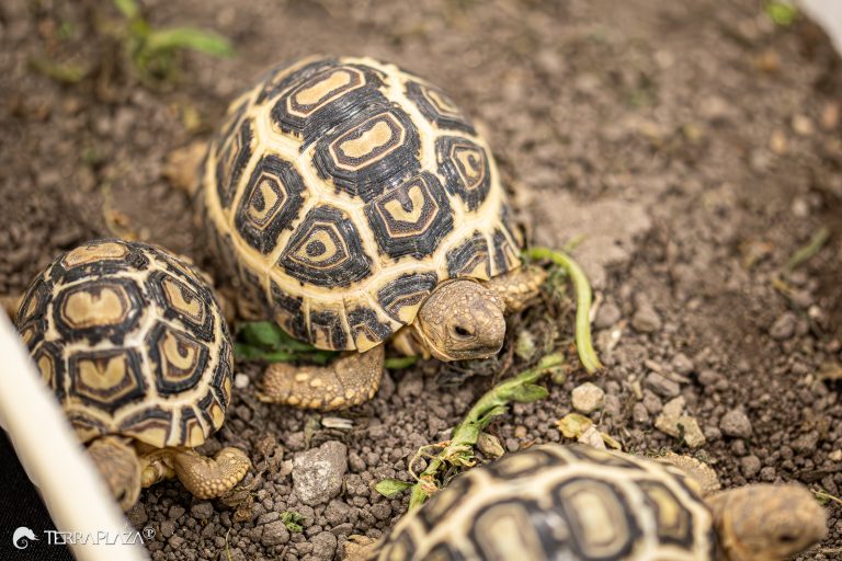 Párducteknős mérete, Geochelone pardalis nagy páncéllal