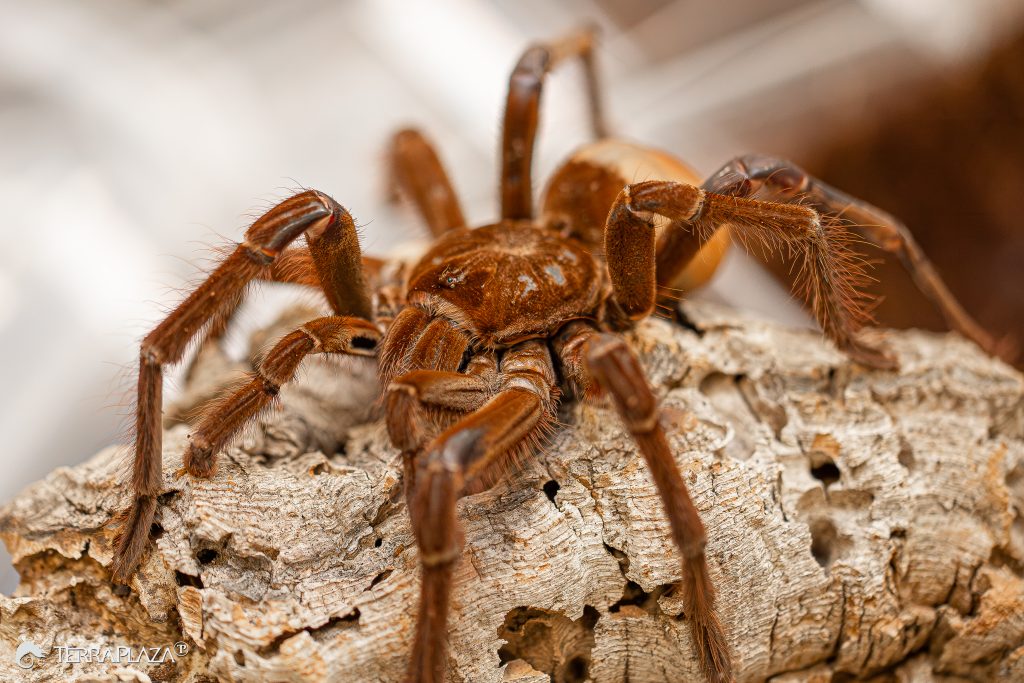 Tarantula Defense: Irritating Hairs Against Enemies