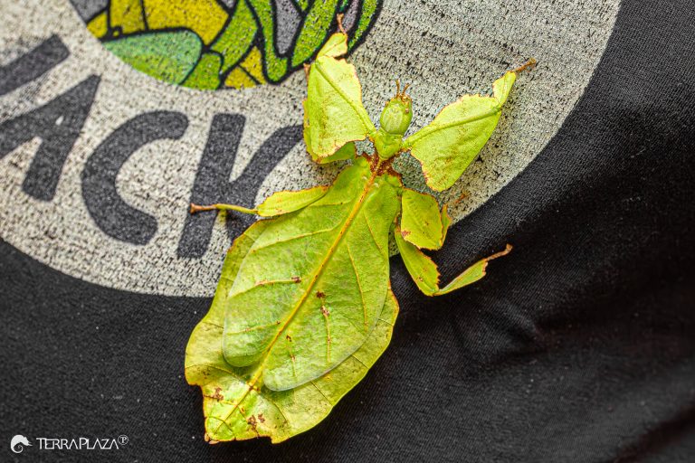 Giant leaf insect, Phyllium giganteum with leaf-like body