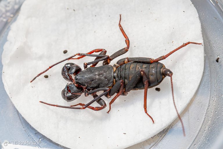 Whip scorpions, Thelyphonida arachnids with distinctive body structure