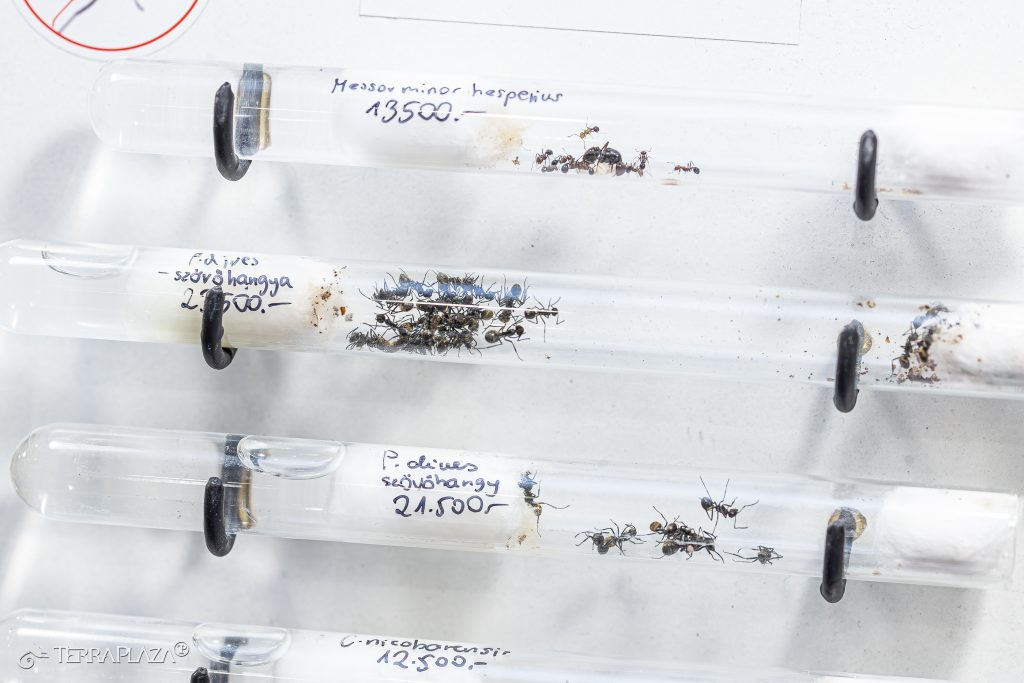 Fészekszövő horgashangya Fészekszövő horgashangya, Polyrhachis dives fészeképítés közben