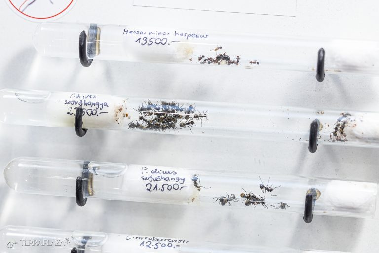 Fészekszövő horgashangya, Polyrhachis dives fészeképítés közben