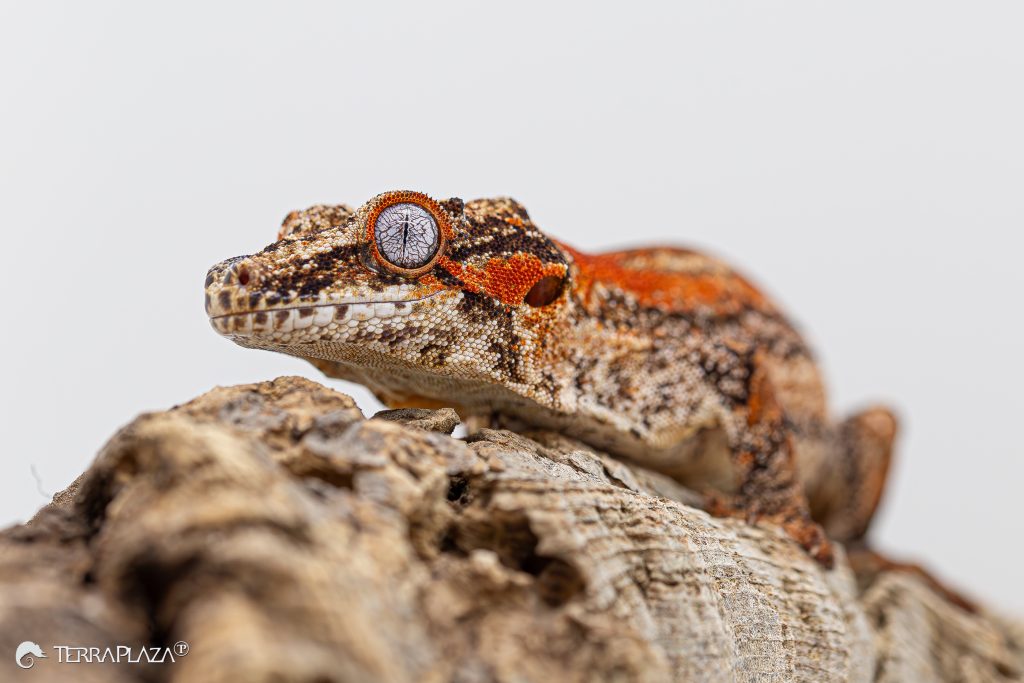 Rhacodactylus auriculatus gargoyle gecko from New Caledonia