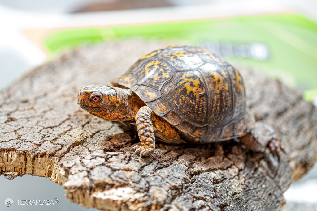 Box Turtle shell Box turtle shell, Terrapene carolina carolina with a hinged plastron